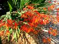 Crocosmia / Crocosmia x crocosmiiflora